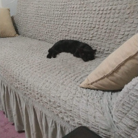 Bombay, Kedi  Gece fotoğrafı