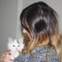 Ankara Kedisi, Kedi  Prenses fotoğrafı