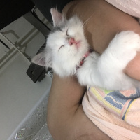 Ankara Kedisi, Kedi  Prenses fotoğrafı