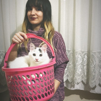 Ankara Kedisi, Kedi  Prenses fotoğrafı