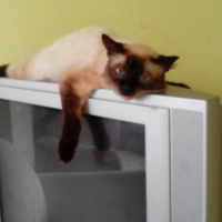 Siyam Kedisi, Kedi  Fella fotoğrafı