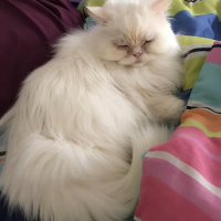 İran Kedisi (Persian), Kedi  Lulu fotoğrafı