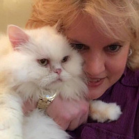 İran Kedisi (Persian), Kedi  Lulu fotoğrafı