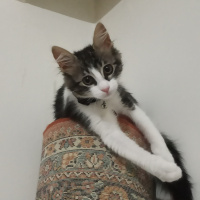 Tekir Kedi, Kedi  Poffy fotoğrafı