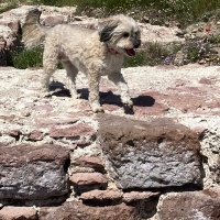 Maltese, Köpek  JJ fotoğrafı
