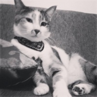 Tekir Kedi, Kedi  Şans fotoğrafı