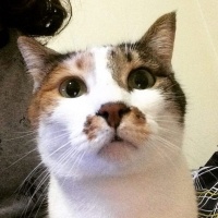 Tekir Kedi, Kedi  Şans fotoğrafı
