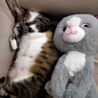 Tekir Kedi, Kedi  Carlos fotoğrafı