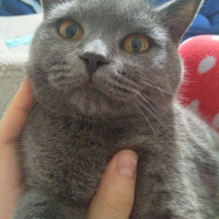 British Shorthair, Kedi  Prenses fotoğrafı