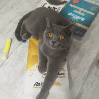 British Shorthair, Kedi  Prenses fotoğrafı