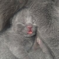 British Shorthair, Kedi  Prenses fotoğrafı