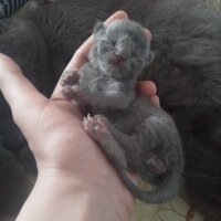 British Shorthair, Kedi  Prenses fotoğrafı