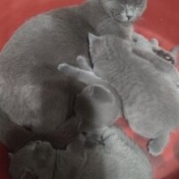 British Shorthair, Kedi  Prenses fotoğrafı