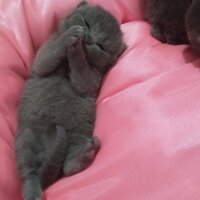 British Shorthair, Kedi  Prenses fotoğrafı