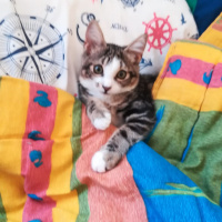 Tekir Kedi, Kedi  Chen fotoğrafı