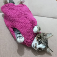 Tekir Kedi, Kedi  Chen fotoğrafı