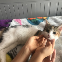 Tekir Kedi, Kedi  Çiçek fotoğrafı