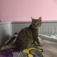 Tekir Kedi, Kedi  Mia fotoğrafı