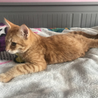 Tekir Kedi, Kedi  Mars fotoğrafı