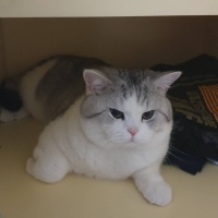 British Shorthair, Kedi  Mario fotoğrafı