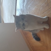 British Shorthair, Kedi  Mario fotoğrafı