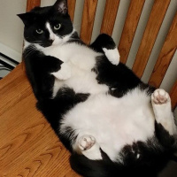 Tuxedo (Smokin) Kedi, Kedi  Bıdık fotoğrafı