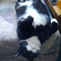 Tuxedo (Smokin) Kedi, Kedi  Bıdık fotoğrafı