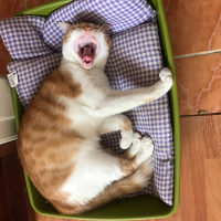 Sarman, Kedi  Pembo fotoğrafı