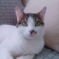 Tekir Kedi, Kedi  Aslan fotoğrafı
