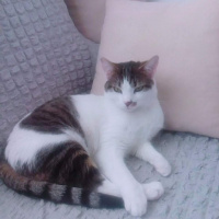 Tekir Kedi, Kedi  Aslan fotoğrafı