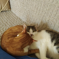Tekir Kedi, Kedi  Aslan fotoğrafı
