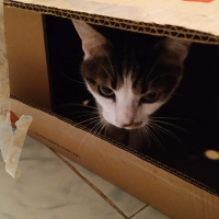 Tekir Kedi, Kedi  Aslan fotoğrafı