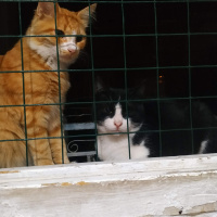 Tuxedo (Smokin) Kedi, Kedi  Badi fotoğrafı