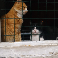 Tuxedo (Smokin) Kedi, Kedi  Badi fotoğrafı