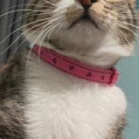 Tekir Kedi, Kedi  [ instagram:nazlikedi6 ] fotoğrafı