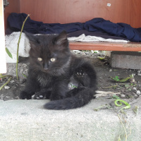 Tekir Kedi, Kedi  Sanço ve kardeşleri fotoğrafı