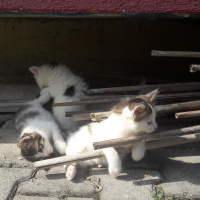 Tekir Kedi, Kedi  Sanço ve kardeşleri fotoğrafı