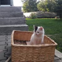 Tekir Kedi, Kedi  Sanço ve kardeşleri fotoğrafı