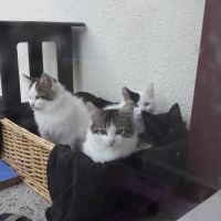 Tekir Kedi, Kedi  Sanço ve kardeşleri fotoğrafı