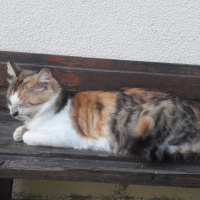 Tekir Kedi, Kedi  Sanço ve kardeşleri fotoğrafı