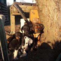 Tekir Kedi, Kedi  Sanço ve kardeşleri fotoğrafı