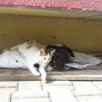 Tekir Kedi, Kedi  Sanço ve kardeşleri fotoğrafı