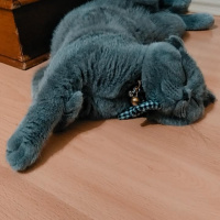 Scottish Fold, Kedi  Tütsü fotoğrafı
