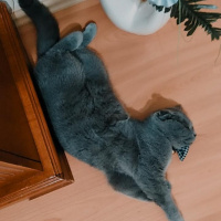 Scottish Fold, Kedi  Tütsü fotoğrafı