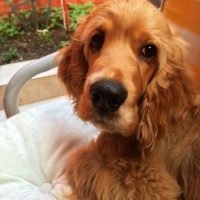 Amerikan Cocker Spaniel, Köpek  Logar Sanchez fotoğrafı