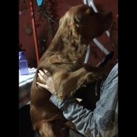Amerikan Cocker Spaniel, Köpek  Logar Sanchez fotoğrafı