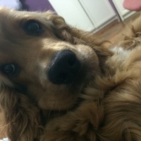 Amerikan Cocker Spaniel, Köpek  Logar Sanchez fotoğrafı