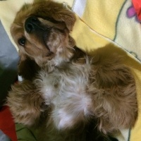 Amerikan Cocker Spaniel, Köpek  Logar Sanchez fotoğrafı