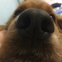 Amerikan Cocker Spaniel, Köpek  Logar Sanchez fotoğrafı