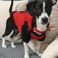 Jack Russell Terrier, Köpek  murphy fotoğrafı
